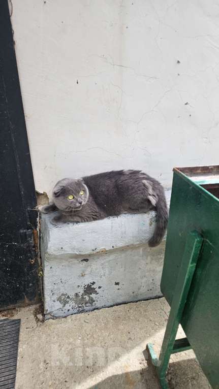 Кошки в других городах Московской области: Нашлась кошка, очень ласковая, даётся в руки. Похожа на шотландскую вислоухую. Девочка, Бесплатно - фото 1