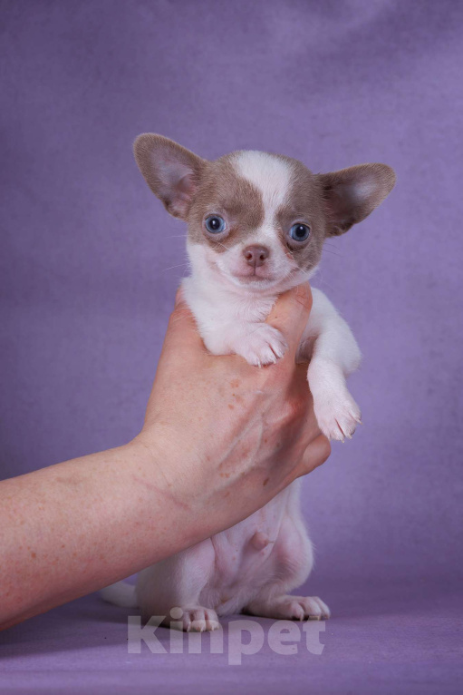 Собаки в Москве: Синеглазый мальчик Мальчик, 40 000 руб. - фото 4