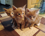 Кошки в Ангарске: Котята породы Мейн-Кун Мальчик, 6 000 руб. - фото 2