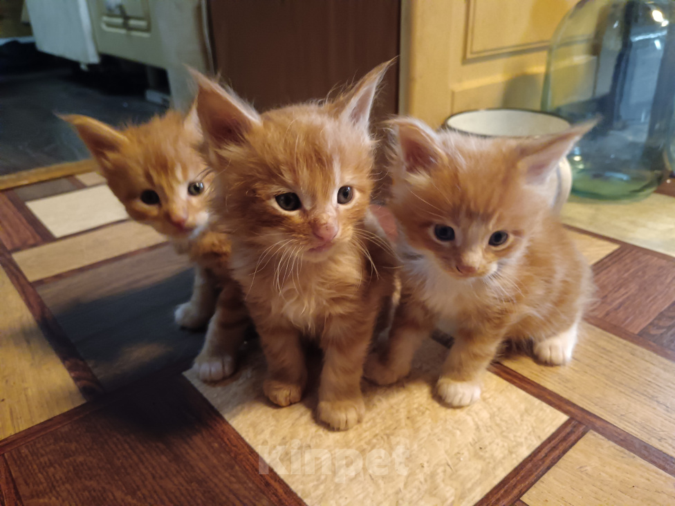 Кошки в Ангарске: Котята породы Мейн-Кун Мальчик, 6 000 руб. - фото 2