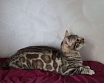 Кошки в Москве: Бенгальский котик  Мальчик, 1 000 руб. - фото 3