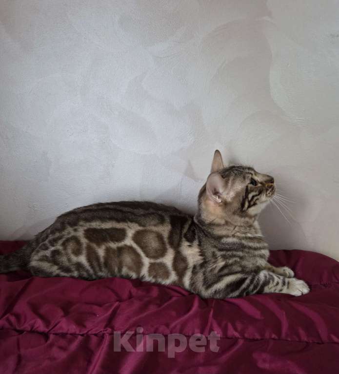 Кошки в Москве: Бенгальский котик  Мальчик, 1 000 руб. - фото 3