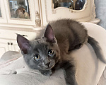 Кошки в Шатуре: Котенок в добрые руки Мальчик, Бесплатно - фото 1