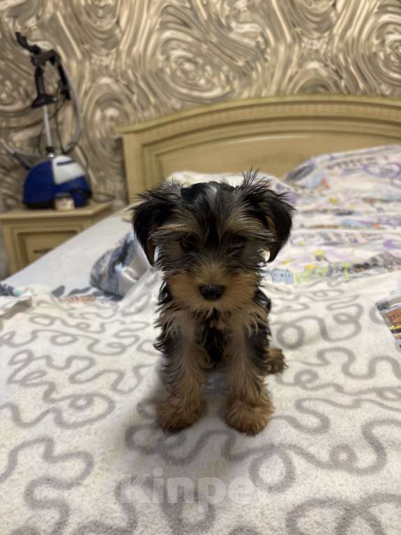 Собаки в Краснодаре: Мальчик Мальчик, 10 000 руб. - фото 2