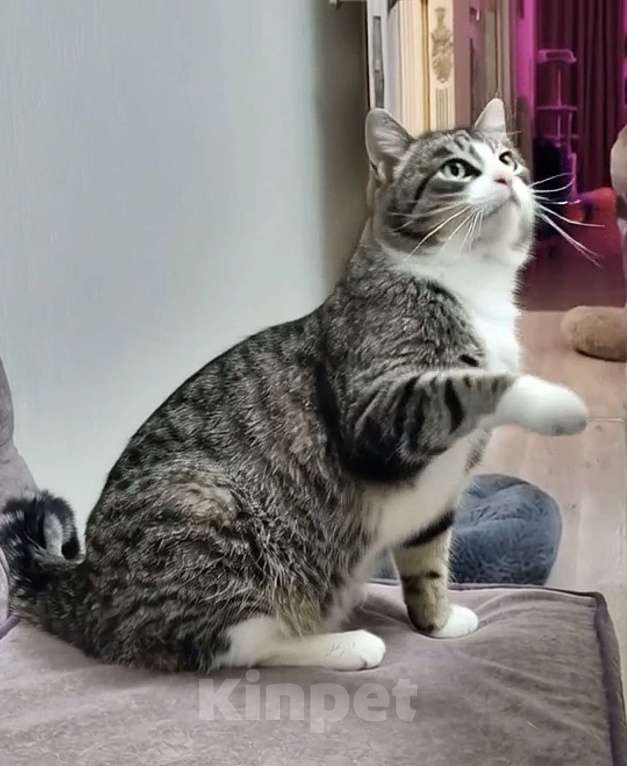 Кошки в Санкт-Петербурге: Полосатый  котик! Подросток ищет дом Мальчик, Бесплатно - фото 2