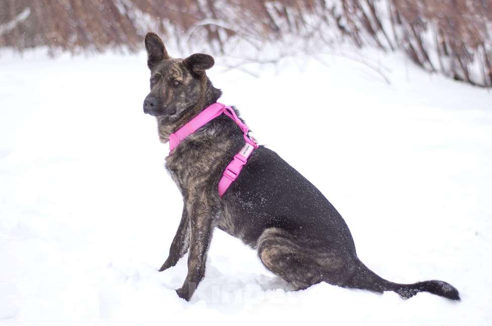 Собаки в Москве: Тигровая собака Ребека в добрые руки Девочка, Бесплатно - фото 5