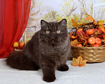 Кошки в Мурином: Британская кошечка окраса шоколад Девочка, 35 000 руб. - фото 4