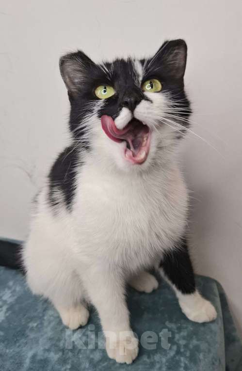 Кошки в Москве: Кошка с необычными ушками в добрые руки Девочка, Бесплатно - фото 3