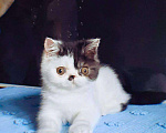 Кошки в Болхове: Котик Экзотик, 1 руб. - фото 3