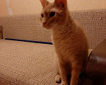 Кошки в Орлове: Животные, 10 руб. - фото 3