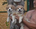 Собаки в Саратове: Мальчик пемброк Мальчик, 30 000 руб. - фото 1