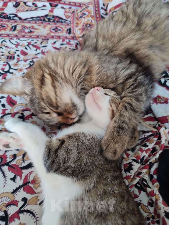 Кошки в Сергиеве Посаде: Очень ласковый умняшка ищет хозяина  Мальчик, 100 руб. - фото 3