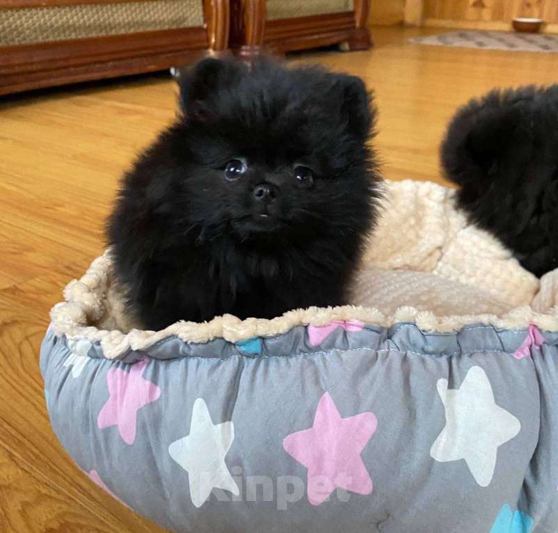 Собаки в Новосибирске: Померанский шпиц Мальчик, 50 000 руб. - фото 2