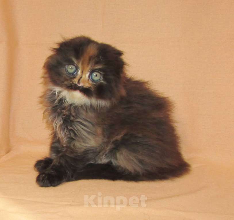 Кошки в Санкт-Петербурге: Шотландская кошечка из питомника Девочка, 40 000 руб. - фото 3