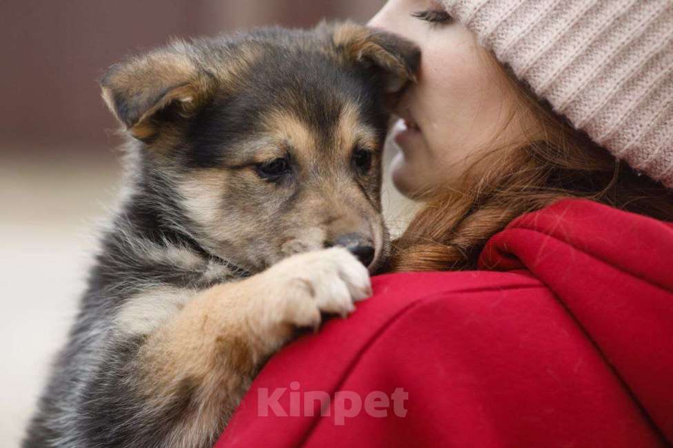 Собаки в Москве: Щенок Маруся в добрые руки Девочка, Бесплатно - фото 2
