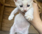 Кошки в Астрахани: Котята в добрые руки Разнополые, Бесплатно - фото 1