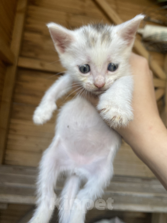 Кошки в Астрахани: Котята в добрые руки Разнополые, Бесплатно - фото 1