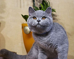 Кошки в Санкт-Петербурге: Продается голубой британский мальчик- Мальчик, 35 000 руб. - фото 1