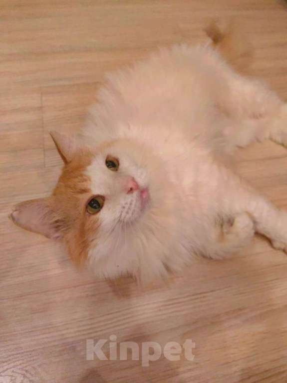 Кошки в Москве: Он бы очень хотел вам понравиться  Мальчик, 1 руб. - фото 3