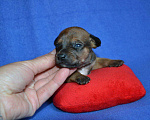 Собаки в Москве: Щенки ксоло мини  Мальчик, 25 000 руб. - фото 3