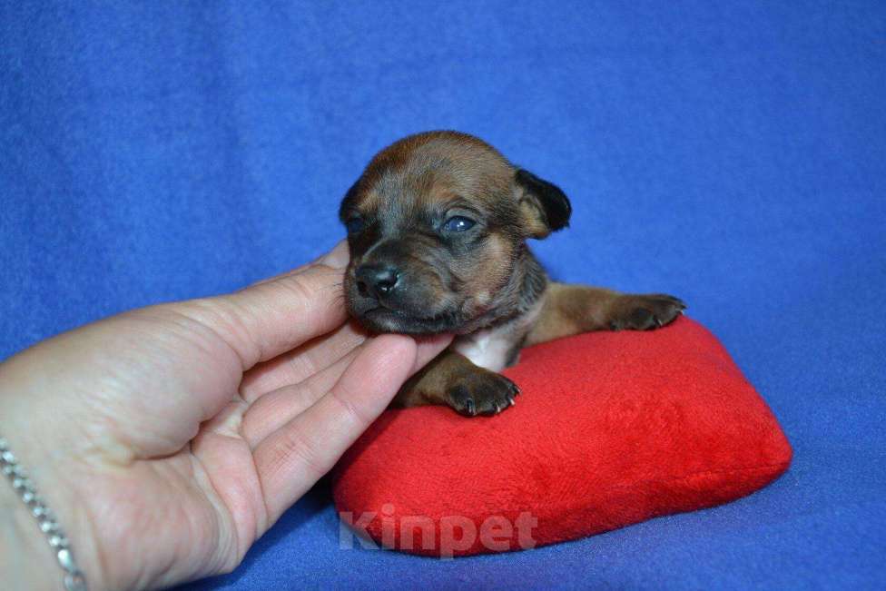 Собаки в Москве: Щенки ксоло мини  Мальчик, 25 000 руб. - фото 3