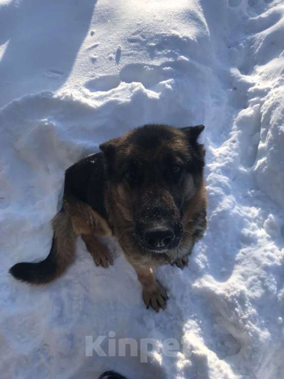 Собаки в Серпухове: Помогите пристроить  Девочка, Бесплатно - фото 1