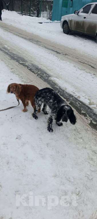 Собаки в Липецке: Щенки русского охотничьего спаниеля Мальчик, 12 000 руб. - фото 7