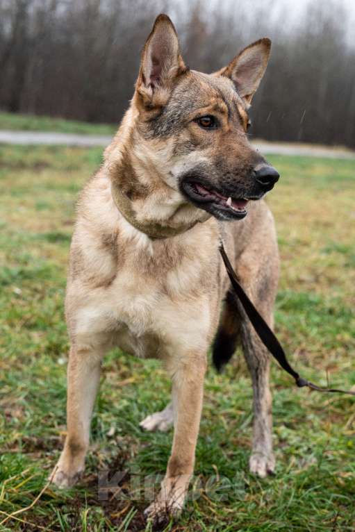 Собаки в Москве: Нежная скромная Дарина Девочка, Бесплатно - фото 4