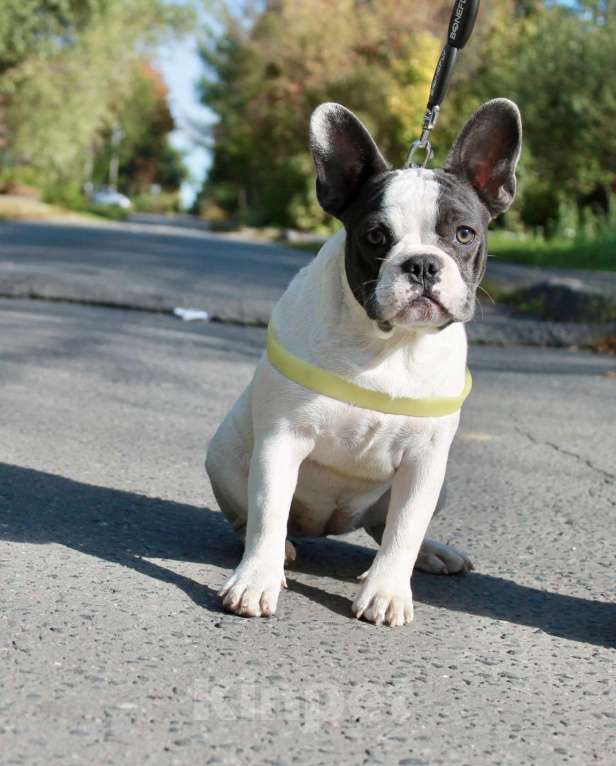 Собаки в Москве: Французская элита Девочка, 75 000 руб. - фото 7