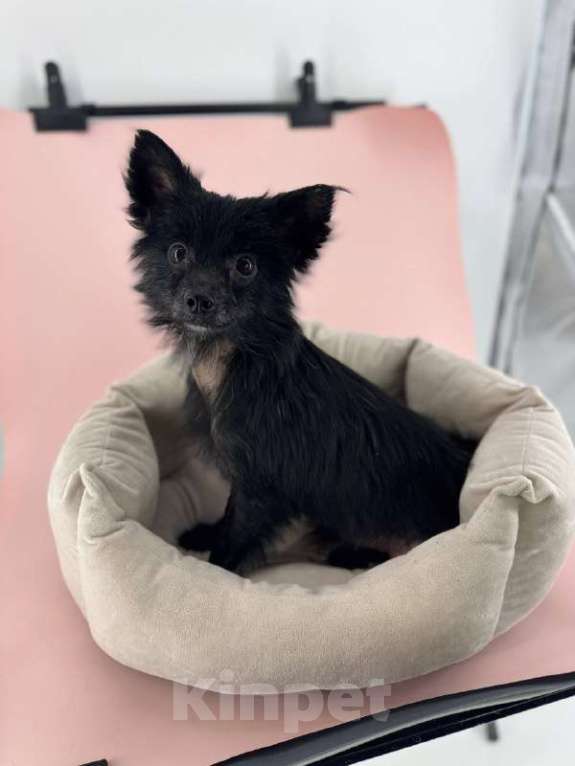 Собаки в Подольске: Пуховка Девочка, Бесплатно - фото 1