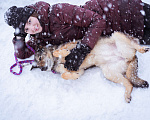 Собаки в Москве: Очень ласковая собака в поисках семьи Девочка, Бесплатно - фото 3
