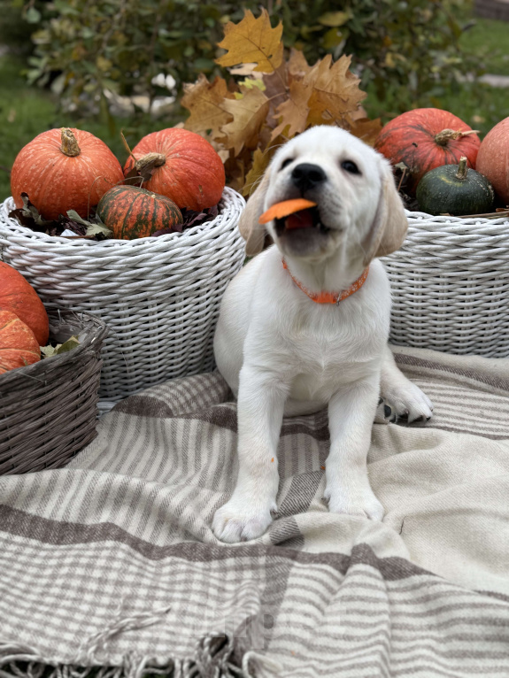 Собаки в Москве: Щенки лабрадора Мальчик, 80 000 руб. - фото 1