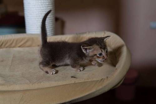 Объявление: КОТЯТА Манчкин коротколапые, 38 000 руб., Санкт-Петербург