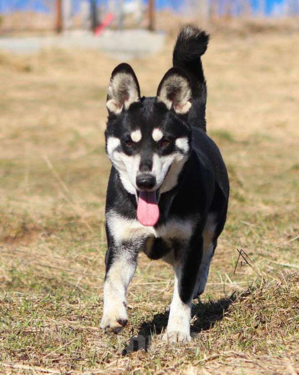 Собаки в Москве: Метис корги и просто потрясающий парень Мальчик, Бесплатно - фото 2