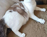 Кошки в Кемерово: Ласковый и нежный котик Мальчик, 10 руб. - фото 2