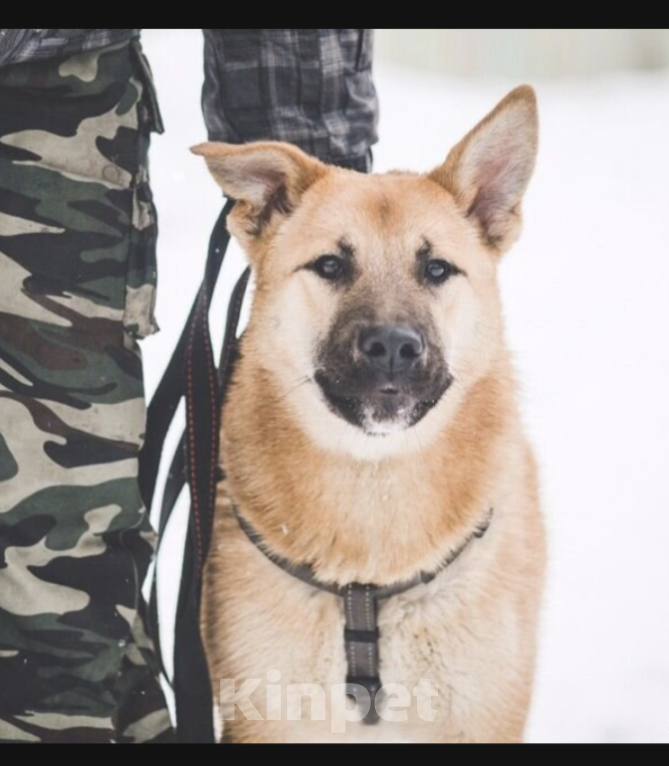 Собаки в Москве: Локи Мальчик, Бесплатно - фото 3