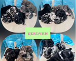 Собаки в Нижнем Новгороде: Предлагаю к продаже щенков французского ц Девочка, Бесплатно - фото 8