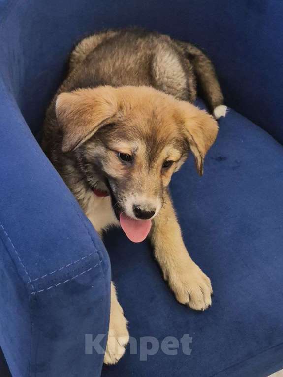 Собаки в Москве: Лилуша Девочка, Бесплатно - фото 4