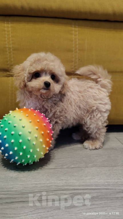 Собаки в Мытищах: Пушон Линда Девочка, 70 000 руб. - фото 1