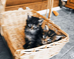 Кошки в других городах Ленинградской области: Котята в руковичках, котики и кошечки, разноцветные мурчалки Девочка, 45 000 руб. - фото 10