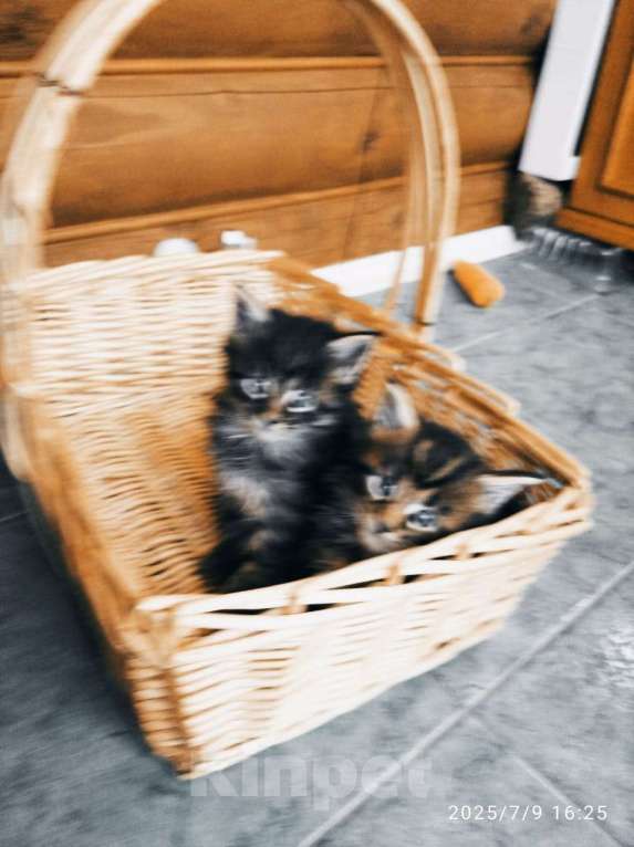 Кошки в других городах Ленинградской области: Котята в руковичках, котики и кошечки, разноцветные мурчалки Девочка, 45 000 руб. - фото 10