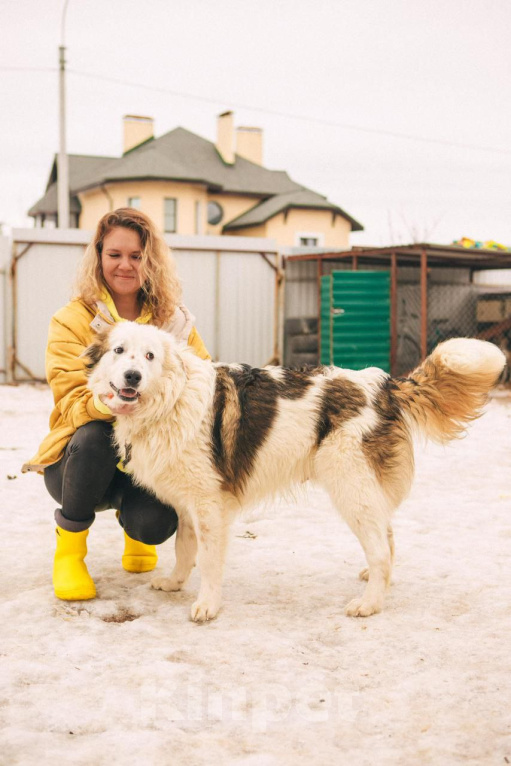 Собаки в Рязани: Рокки - дружелюбный пёс Мальчик, Бесплатно - фото 3