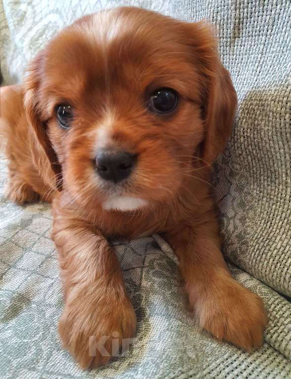 Собаки в других городах Московской области: Предлагаем вам стать владельцем щенка королевской породы Девочка, 80 000 руб. - фото 5