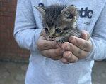Кошки в Ростове-на-Дону: Нужна семья для котенка Девочка, Бесплатно - фото 4