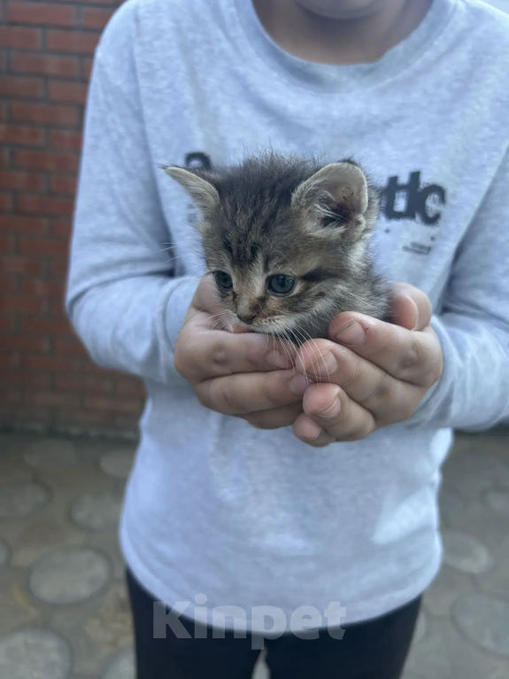 Кошки в Ростове-на-Дону: Нужна семья для котенка Девочка, Бесплатно - фото 4