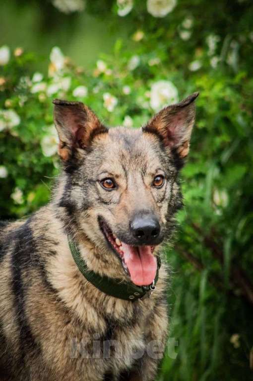 Собаки в Москве: Молодой пес Спарки ищет семью. Мальчик, Бесплатно - фото 6