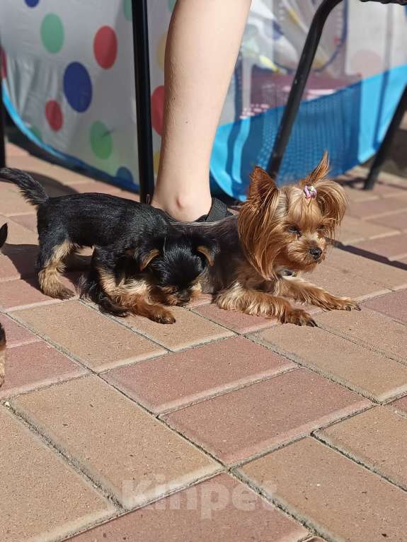 Собаки в других городах Московской области: Мини щенок породы йоркширский терьер Мальчик, 40 000 руб. - фото 3