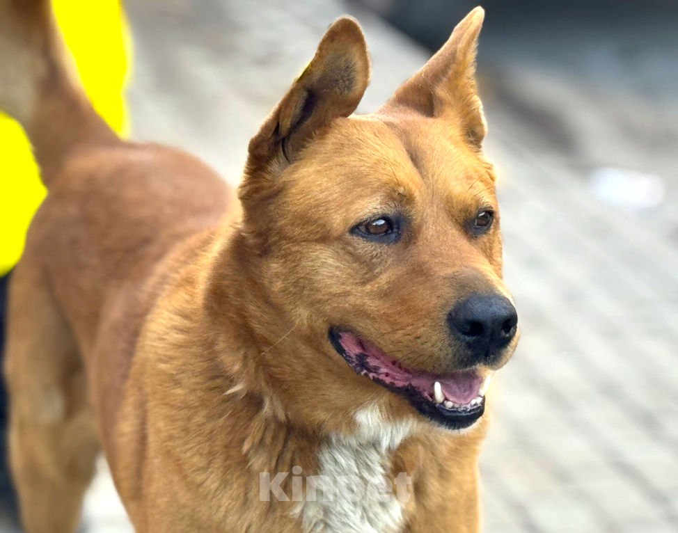 Собаки в Балашихе: Рыжее Счастье в добрые руки Мальчик, Бесплатно - фото 3