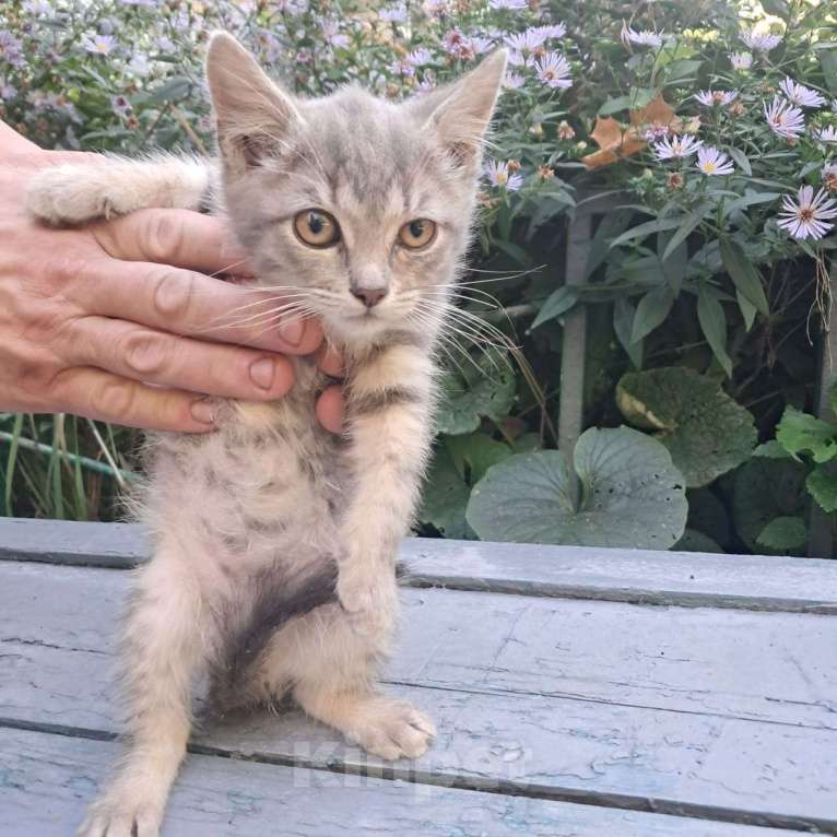 Кошки в Москве: Серебристый котенок Сильвер 2 месяца ждет семью Мальчик, Бесплатно - фото 6