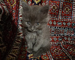 Кошки в Казани: отдам котенка в добрые руки Девочка, Бесплатно - фото 2